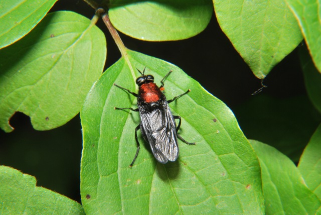 Clitellaria ephippium ♀ (Stratiomyidae)